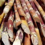 UP launches 10 red rot–resistant sugarcane varieties to boost yields, curb disease