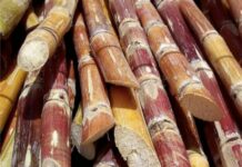 Pakistan: Demand to set sugarcane rate at Rs 250 per mound