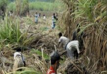 Sugar mills to provide an opportunity to sugarcane farmers to attend Agri Expos across India