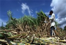 कर्नाटक : ऊस दर आंदोलनामुळे बेळगाव जिल्ह्यात हंगाम लांबणीवर, शेतकरी दरासाठी आक्रमक