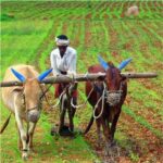 सरकार ने 2025-26 के प्रमुख कृषि फसलों की दूसरी अग्रिम अनुमान रिपोर्ट जारी की; गन्ने का उत्पादन 5001.97 लाख मीट्रिक टन रहने का अनुमान