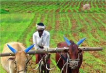 राज्यात दररोज ५ शेतकऱ्यांच्या आत्महत्या