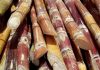 Sugarcane