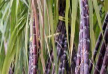 कर्नाटक : खड़ी फसल को बचाने के लिए गन्ना किसानों का संघर्ष