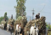 कर्नाटक : बैलगाडीतून उच्चांकी ८.७ टन उसाची वाहतूक