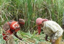 “ऊस बिलाचे पैसे दिल नाही तर, गजाआड व्हा”