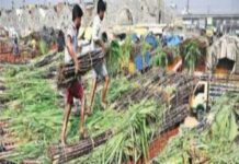 Farmers struggle to find an alternative to the 0238 sugarcane variety