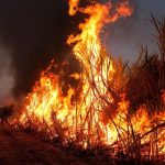 Karnataka: Fire destroys 30 acres of sugarcane crop in Bhiradi village