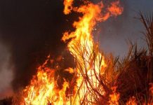 Karnataka: Fire destroys 30 acres of sugarcane crop in Bhiradi village