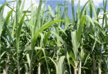 शक्तिपीठ महामार्गामुळे ऊस, द्राक्षासह भाजीपाल्याच्या सुपीक शेतीवर गंडांतर, शेतकऱ्यांचा विरोध