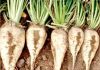 sugarbeet