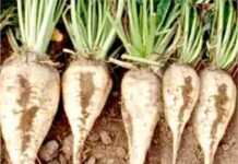 किर्गिझस्तान : २०२४ मध्ये बीटपासून उत्पादित साखर ७५ टक्के गरज भागवेल sugarbeet