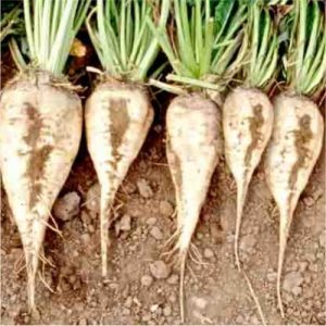 sugarbeet