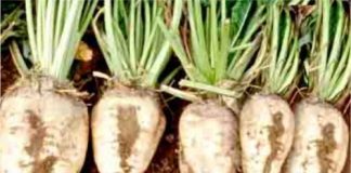 sugarbeet