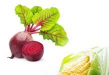 गन्ने के साथ चुकंदर और मक्का भी उगाया जाएगा…