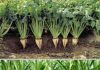 $400M investment: Nile Sugar spearheading sugar beet cultivation and sugar production in Jizzakh