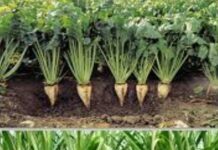 फ्रान्स : शेतकऱ्यांना बीट पिकाचे संरक्षण करण्यासाठी अधिक कीटकनाशके वापरण्यास परवानगी $400M investment: Nile Sugar spearheading sugar beet cultivation and sugar production in Jizzakh