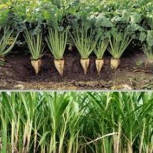 $400M investment: Nile Sugar spearheading sugar beet cultivation and sugar production in Jizzakh