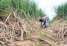 उत्तर प्रदेश २०२१-२२ मध्ये ३० हजार हेक्टरवर करणार ठिबक सिंचन