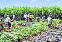 શેરડીના ભાવની માંગણીને લઈને પંજાબના ખેડૂતોએ 21 નવેમ્બરથી વિરોધ પ્રદર્શનની ધમકી આપી