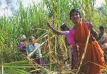 बिबट्याची दहशत, ऊसतोड कामगारांच्या सुरक्षिततेची काळजी घ्या : साखर आयुक्तालयाच्या कारखान्यांना सूचना