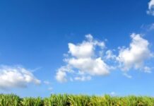 थाईलैंड: 2021-22 सीज़न में गन्ने का उत्पादन बढने की उम्मीद