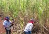 Sugar Industry News