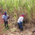 Sugar Industry News