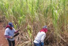 सांगली : उसाला प्रतिटन ३,७५१ रुपये दरासाठी आंदोलन तीव्र करण्याचा स्वाभिमानीचा इशारा Sugar Industry News