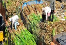 सोलापूर : पंढरपूर तालुक्यात यंदा ३६ लाख टन ऊसाचे गाळप शक्य