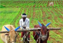 सही जानकारी मिले तो छोटे जोत वाले किसान जलवायु परिवर्तन के नुकसान से निबट सकते है: बिल गेट्स