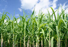 गुरुवारी सोलापूरात होणार शेतकर्यांसाठी ऊस परिसंवाद