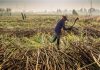 Sugar Industry News