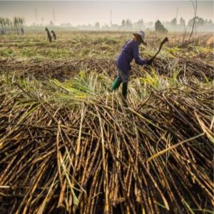 Sugar Industry News