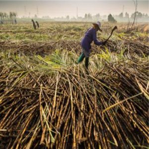 Sugarcane Farmers