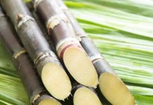 बिहार : पुसा येथील ऊस संशोधन संस्थेकडून उसाच्या सात नवीन जाती विकसित