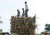 Sugar Industry News