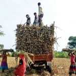 Sugar Industry News