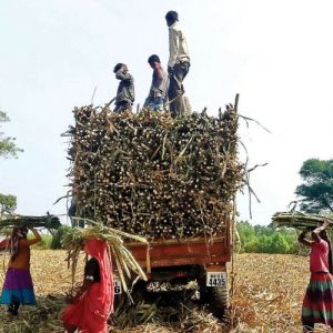 Sugar Industry News