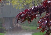 Depression over southwest Bay of Bengal to intensify into cyclonic storm by December 3