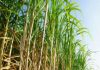 Sugar Industry News