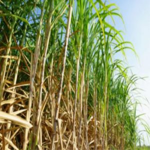 Sugar Industry News
