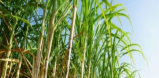 Sugar Industry News