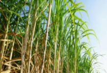 जिल्हा ऊस अधिकार्यांनी घेतला सर्वेक्षणाचा आढावा Sugar Industry News