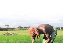 Govt fertiliser subsidy outlay to increase amid supply disruptions by China and surge in international prices: Report Sugar Industry News