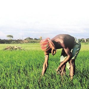 Sugar Industry News