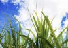 Sugar Industry News