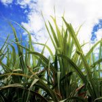Sugar Industry News