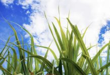 Sugar Industry News