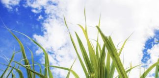 Sugar Industry News